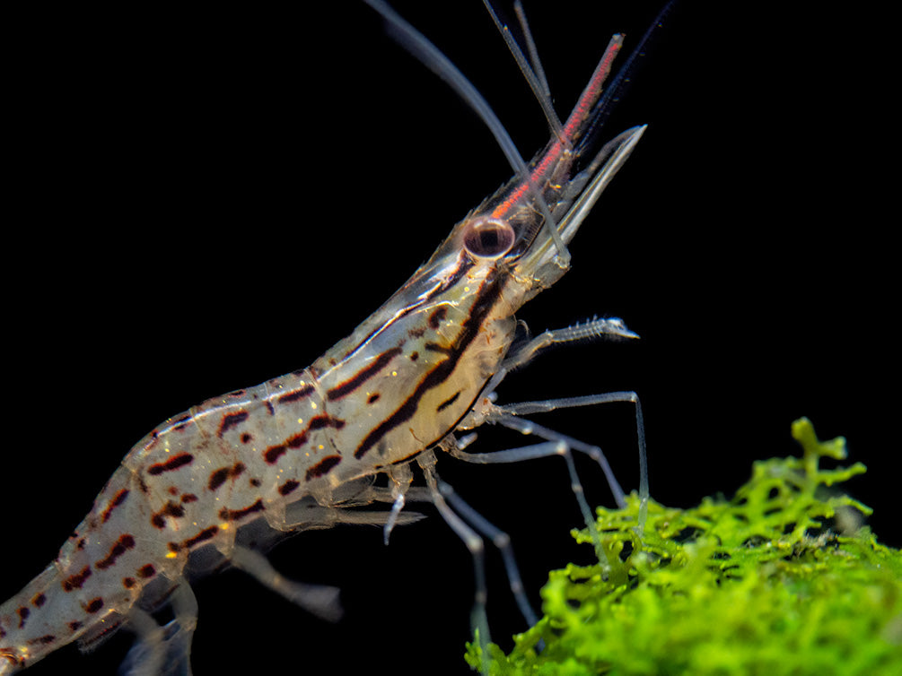 Giant Freshwater Prawn (Macrobrachium spinipes), Tank-Bred!