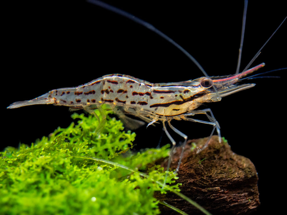 Giant Freshwater Prawn (Macrobrachium spinipes), Tank-Bred!