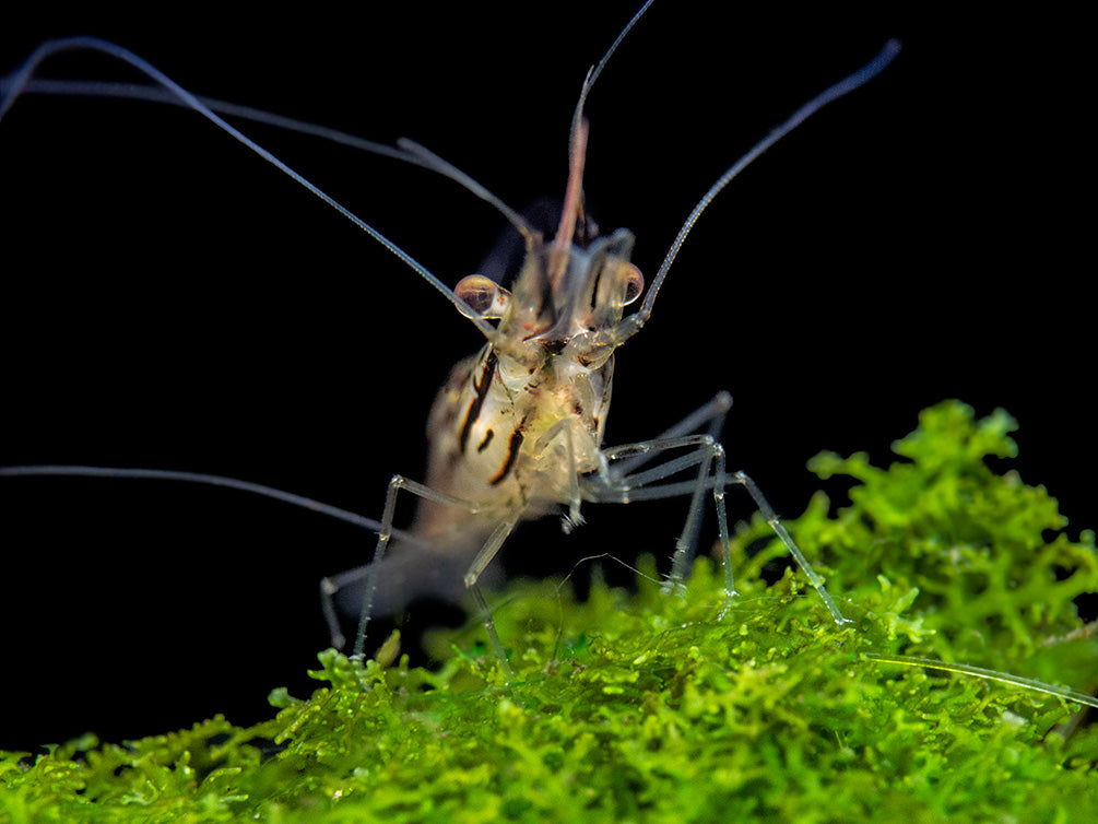 Giant Freshwater Prawn (Macrobrachium spinipes), Tank-Bred!