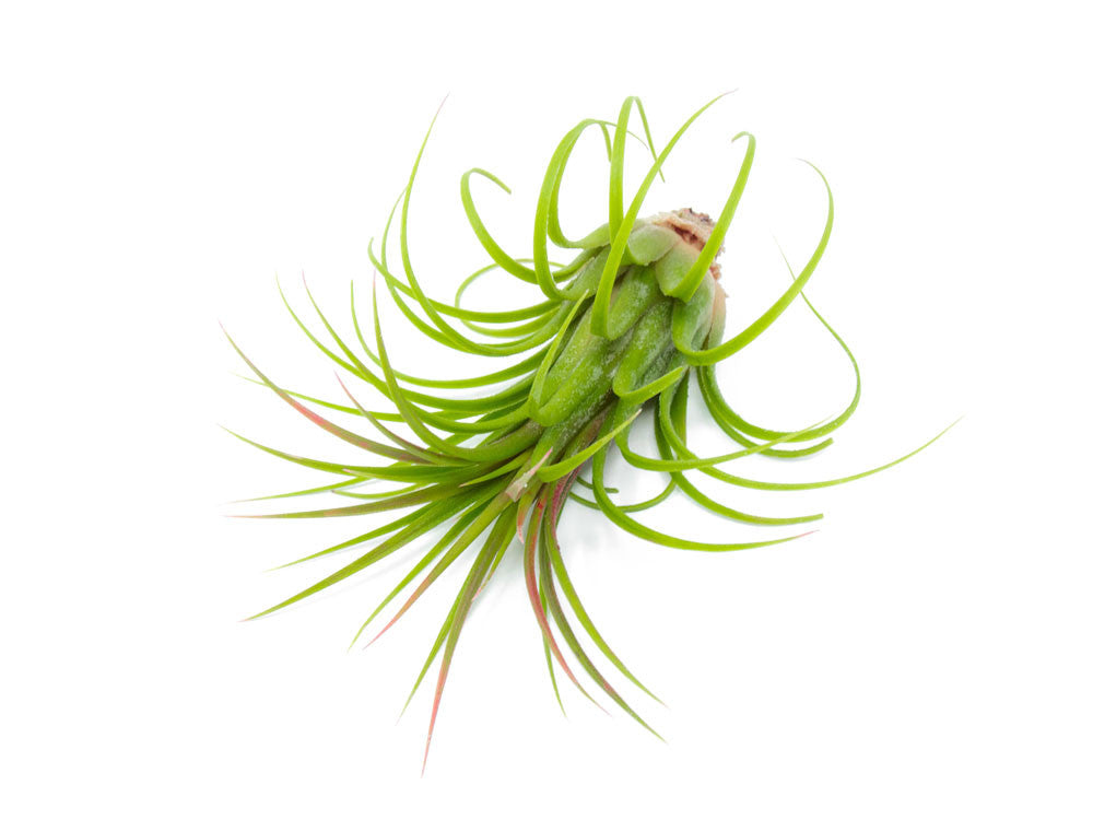 Giant Ionantha Tillandsia Air Plants