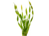 Giant Corkscrew Vallisneria Asiatica (Vallisneria americana 