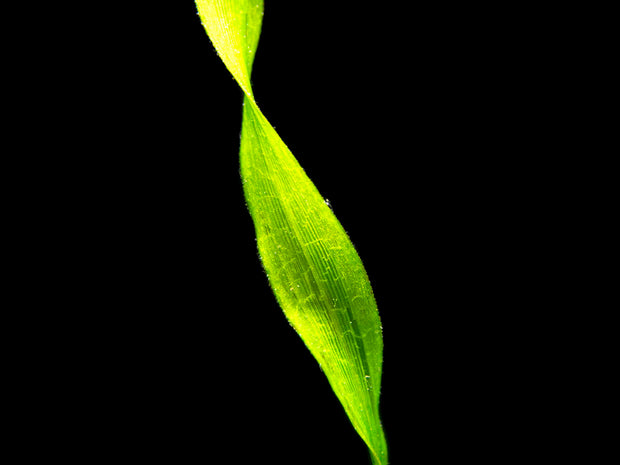 Giant Corkscrew Vallisneria Asiatica (Vallisneria americana "Asiatica"), bare root w/lead