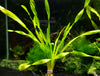 Giant Corkscrew Vallisneria Asiatica (Vallisneria americana 