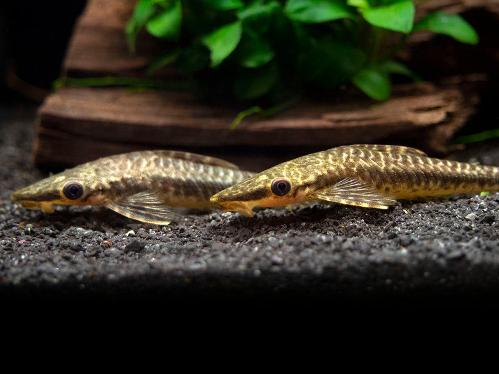 Giant Otocinclus Catfish (Hypoptopoma gulare)