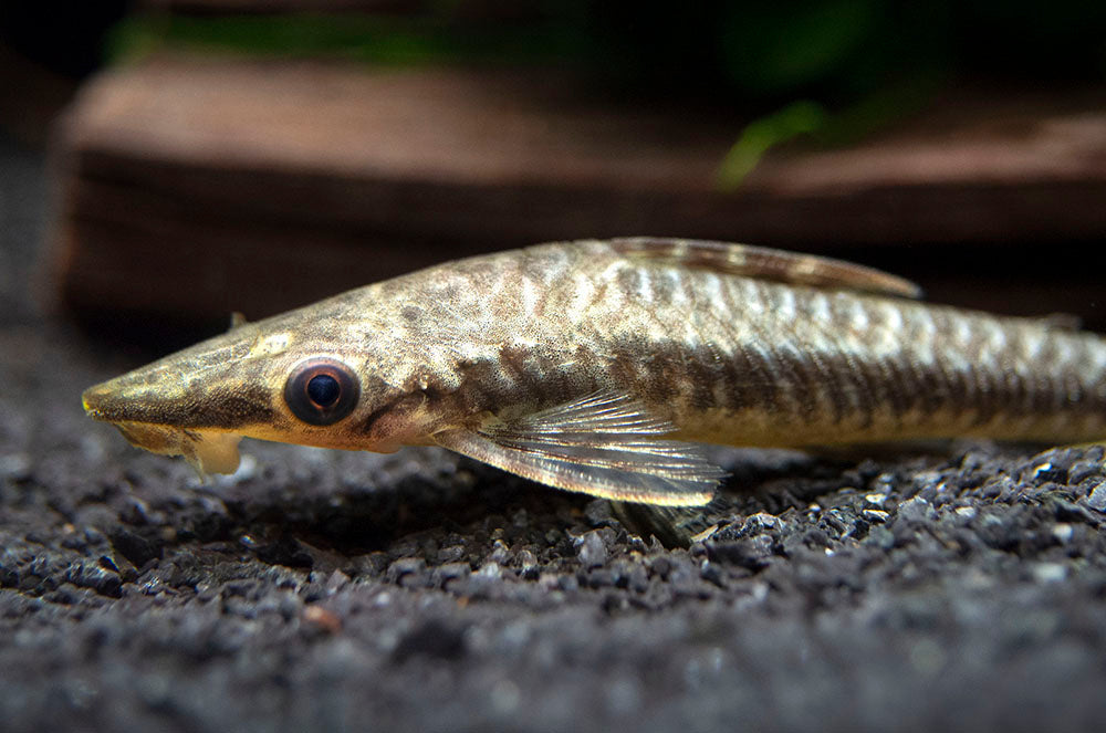 Giant Otocinclus Catfish (Hypoptopoma gulare)