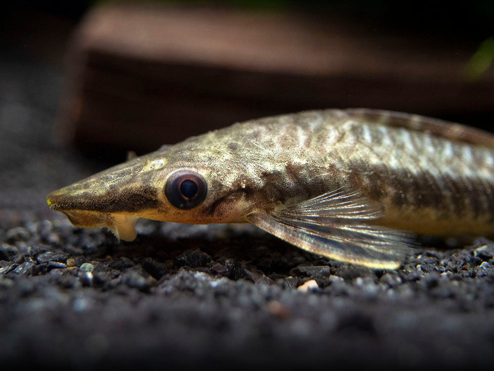 Giant Otocinclus Catfish (Hypoptopoma gulare)