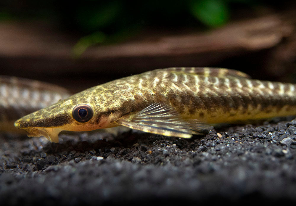 Giant Otocinclus Catfish (Hypoptopoma gulare)