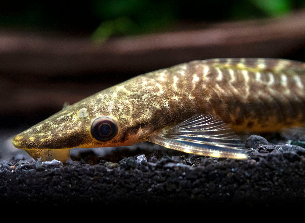 Giant Otocinclus Catfish (Hypoptopoma gulare)