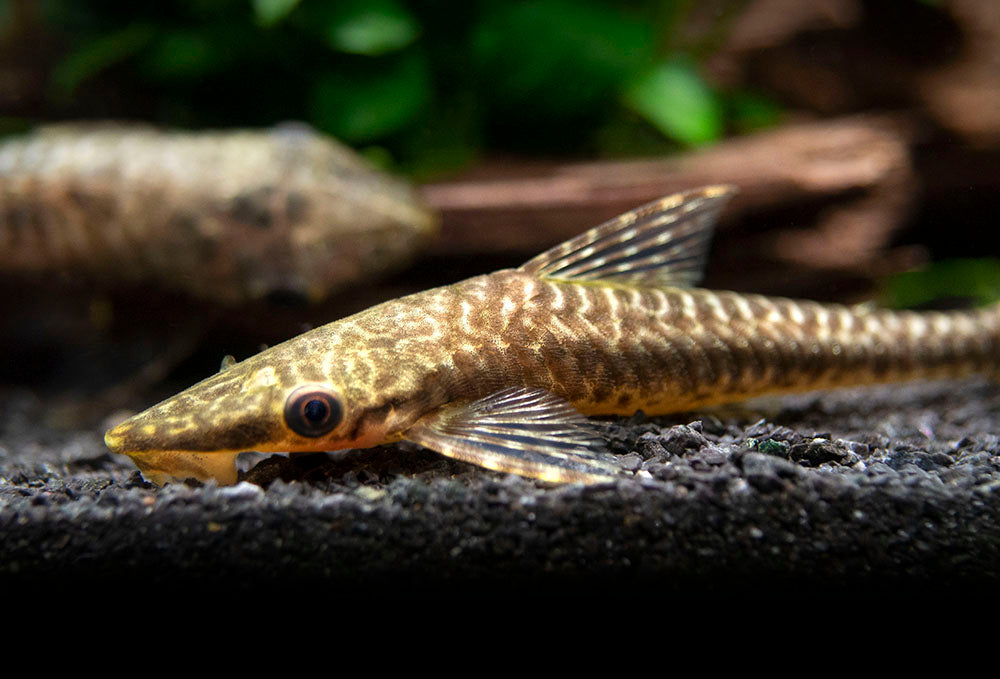 Giant Otocinclus Catfish (Hypoptopoma gulare)