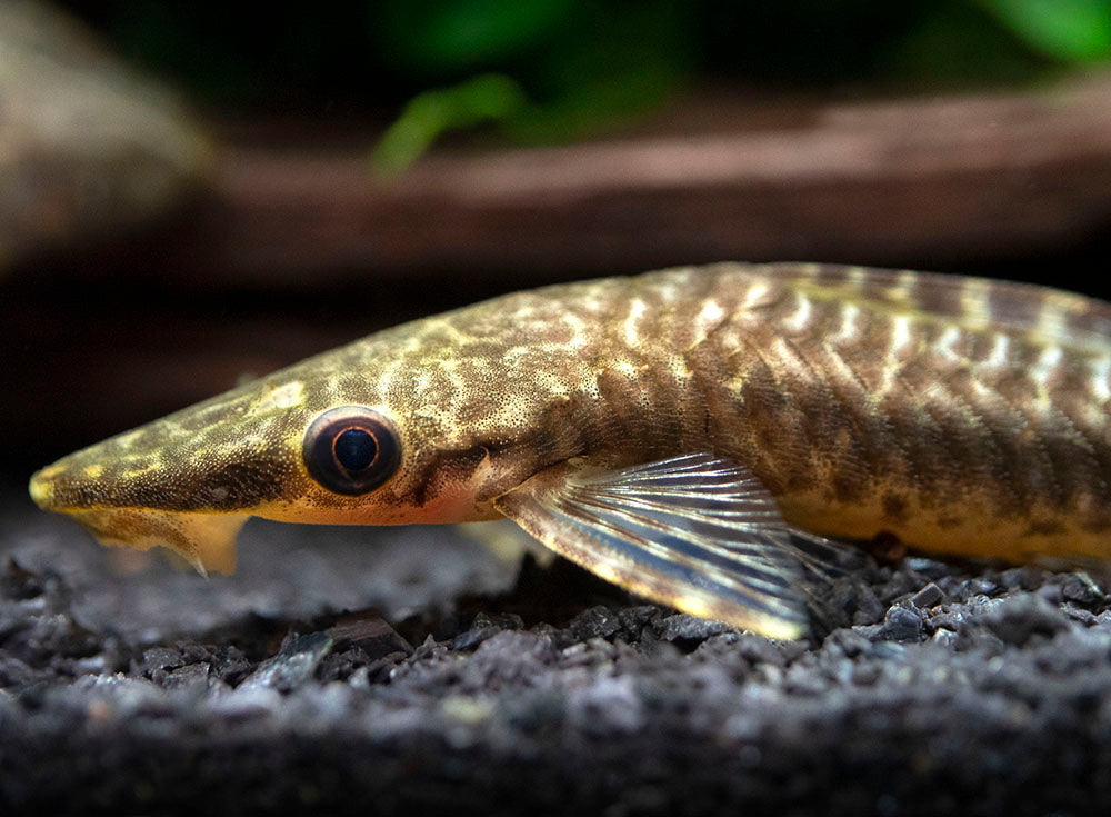 Giant Otocinclus Catfish (Hypoptopoma gulare)