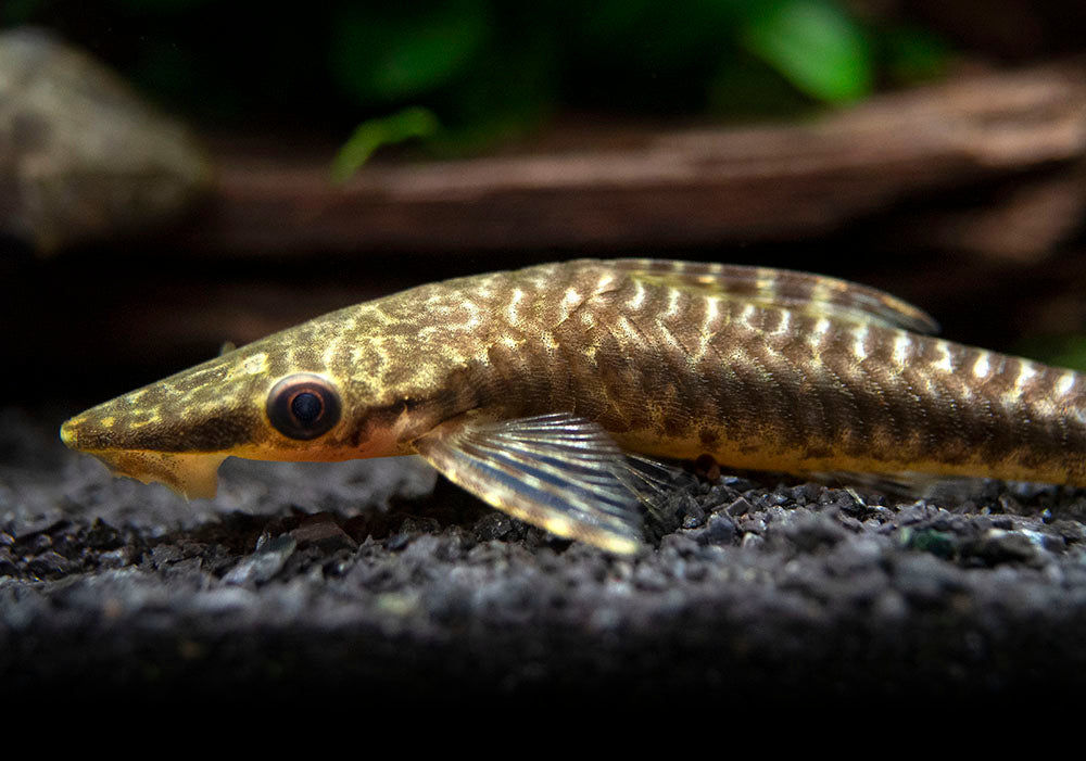 Giant Otocinclus Catfish (Hypoptopoma gulare)