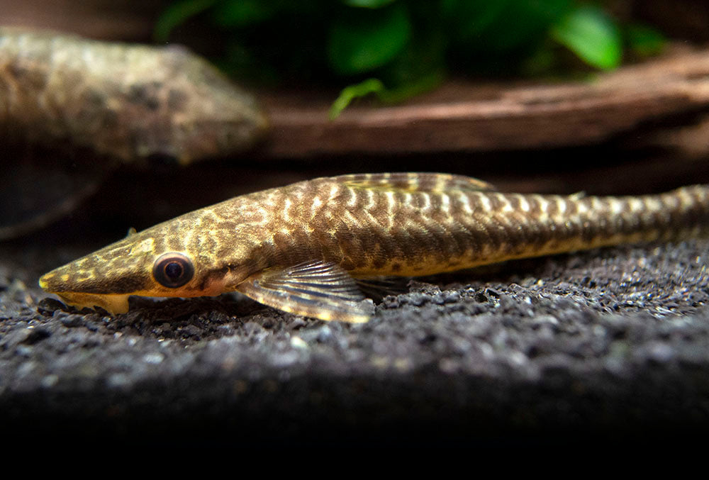 Giant Otocinclus Catfish (Hypoptopoma gulare)