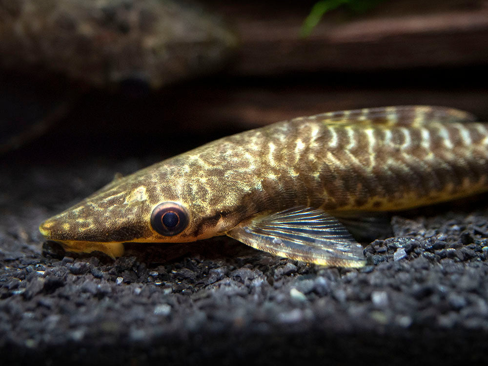 Giant Otocinclus Catfish (Hypoptopoma gulare)