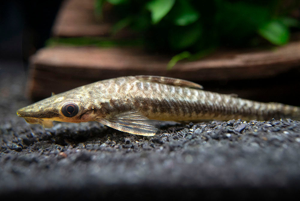 Giant Otocinclus Catfish (Hypoptopoma gulare)