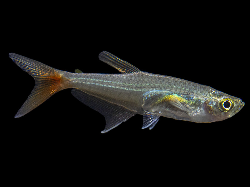 Glass Bloodfin Tetra (Prionobrama filigera), Tank-Bred!