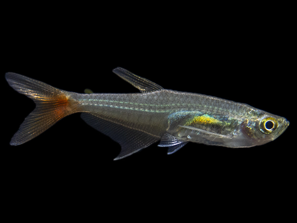 Glass Bloodfin Tetra (Prionobrama filigera), Tank-Bred!