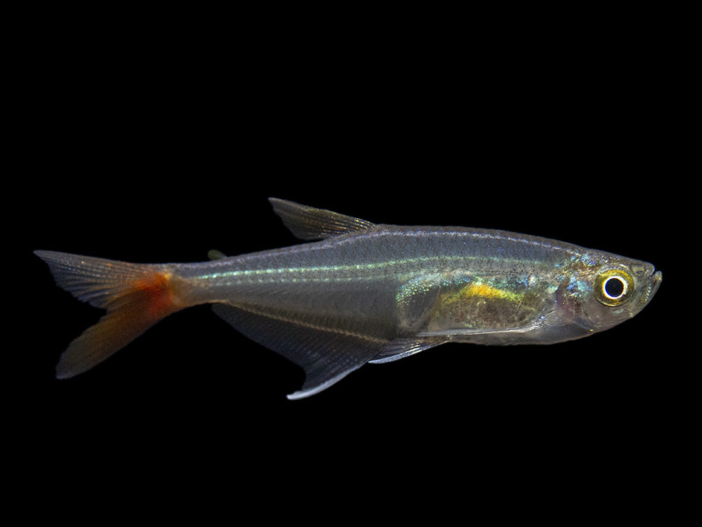 Glass Bloodfin Tetra (Prionobrama filigera), Tank-Bred!