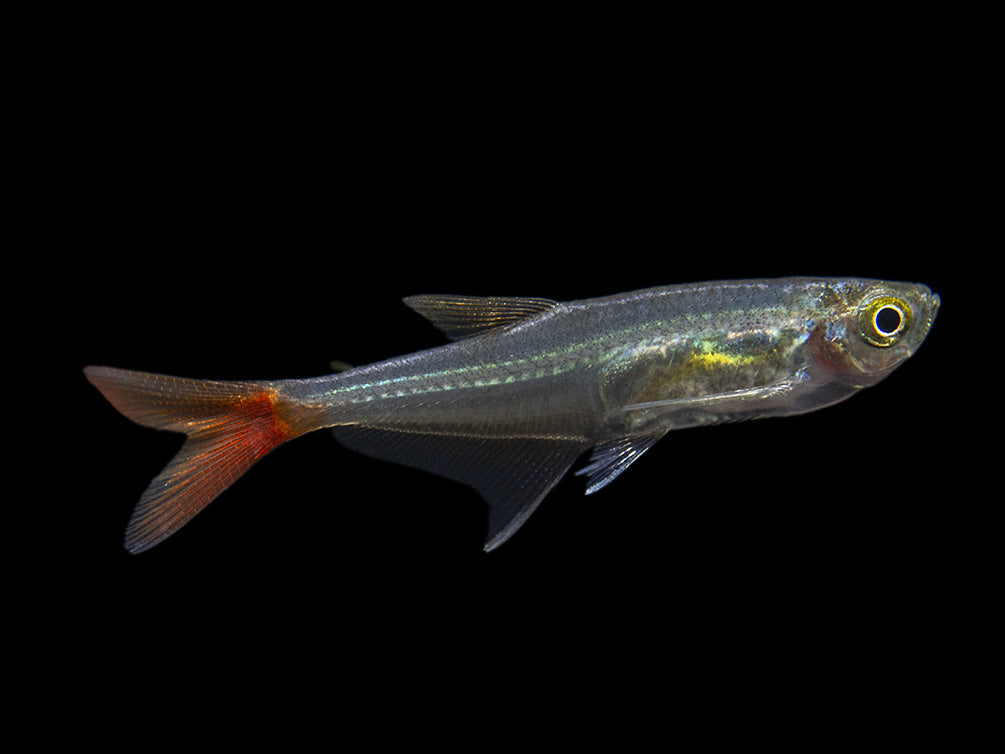 Glass Bloodfin Tetra (Prionobrama filigera), Tank-Bred!