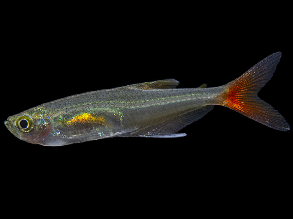 Glass Bloodfin Tetra (Prionobrama filigera), Tank-Bred!