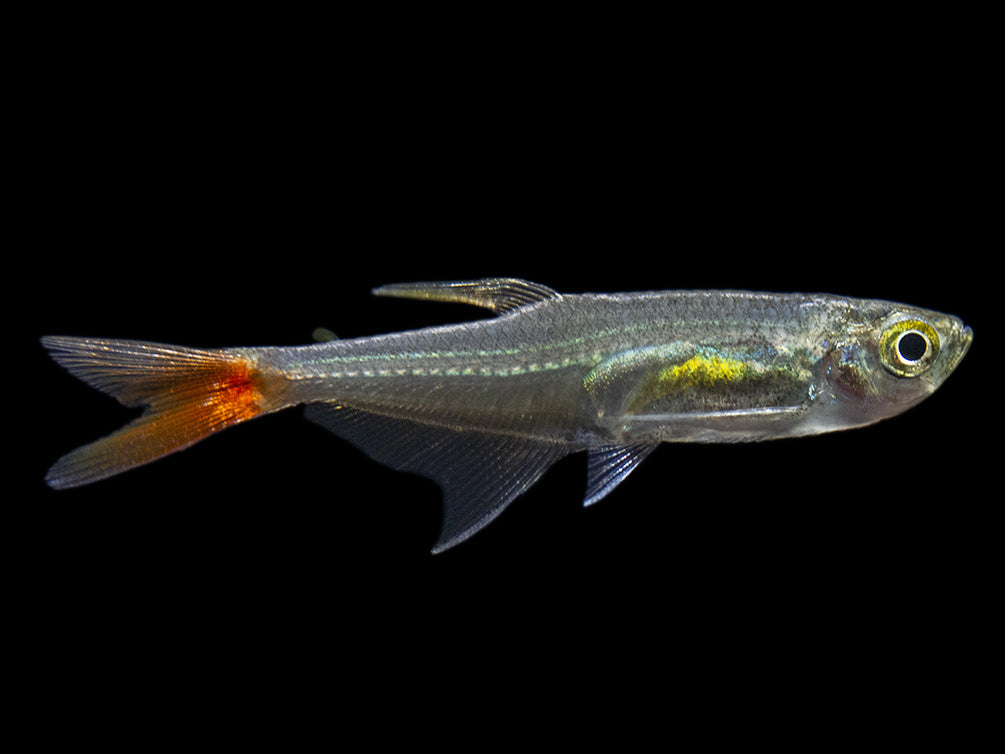 Glass Bloodfin Tetra (Prionobrama filigera), Tank-Bred!