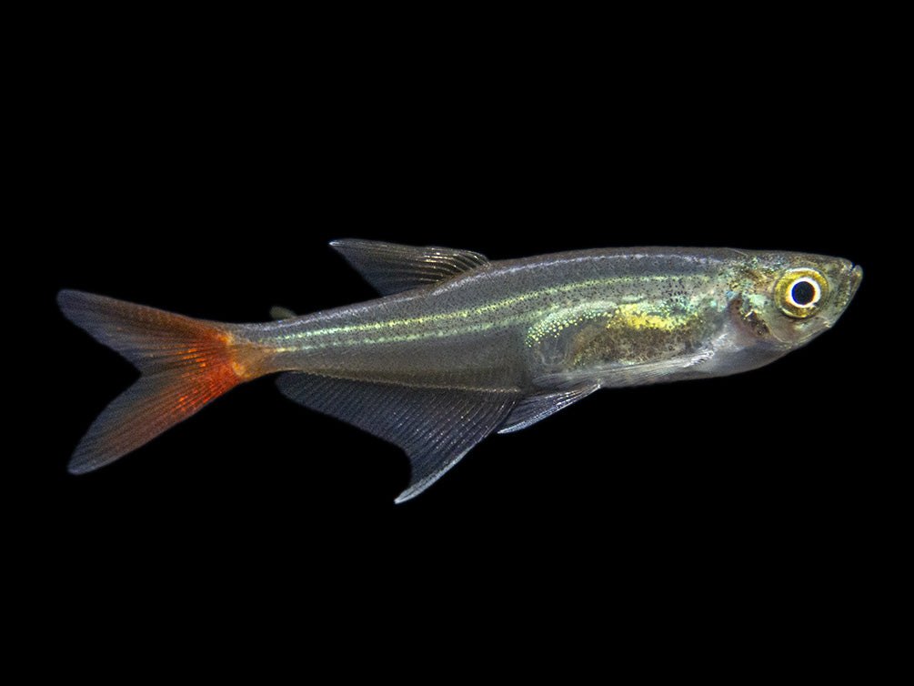 Glass Bloodfin Tetra (Prionobrama filigera), Tank-Bred!