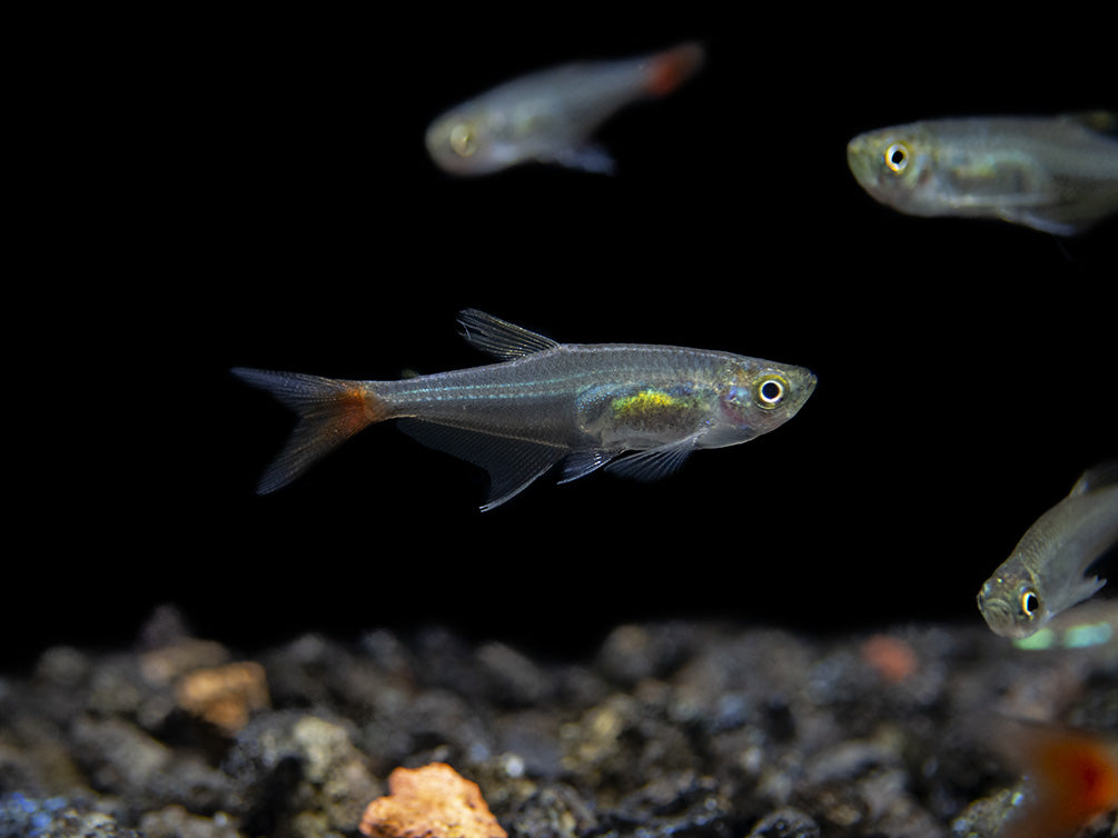 Glass Bloodfin Tetra (Prionobrama filigera), Tank-Bred!