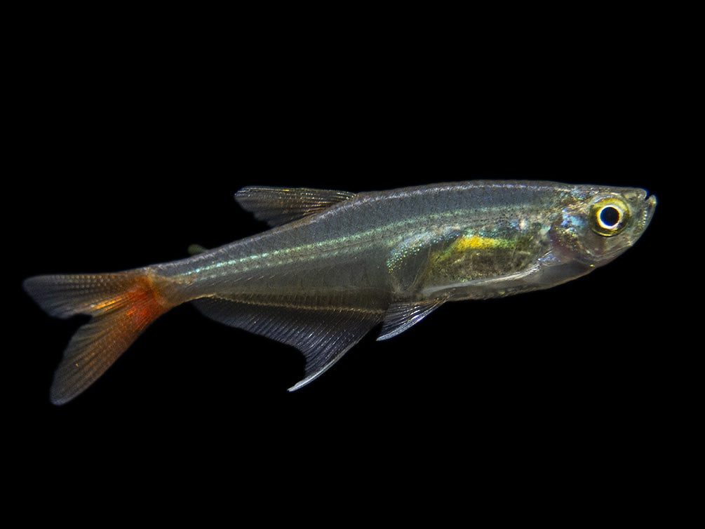 Glass Bloodfin Tetra (Prionobrama filigera), Tank-Bred - Aquatic Arts