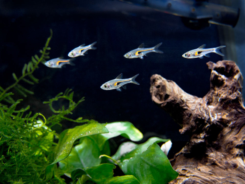 Glowlight Rasbora (Trigonostigma hengeli)