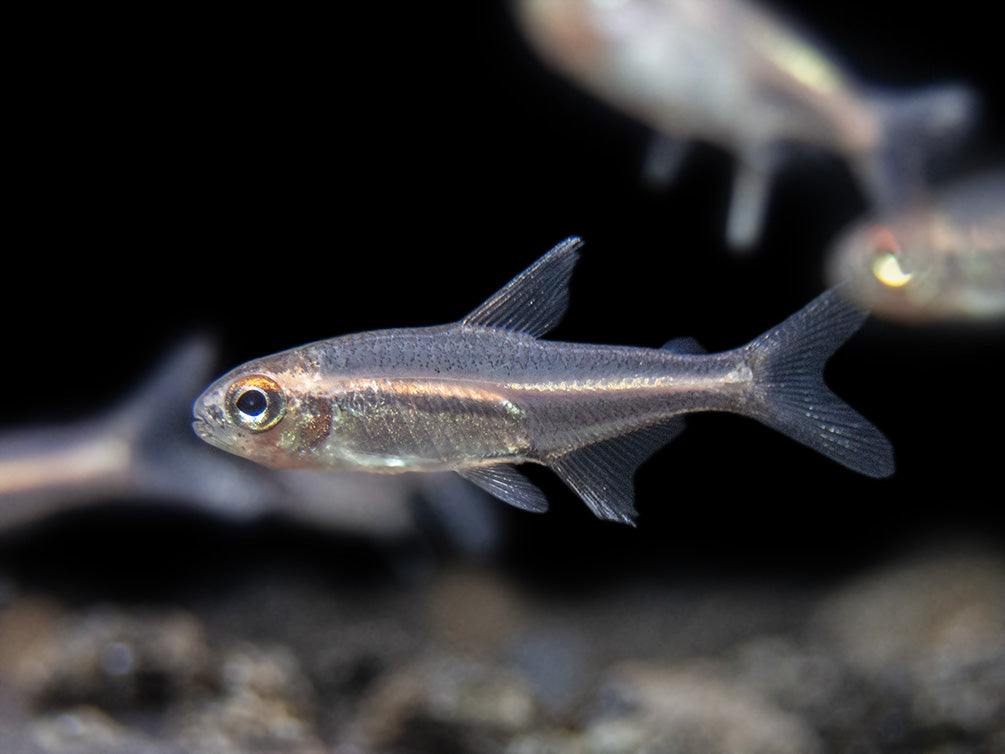 Glowlight Tetra community fish for sale 