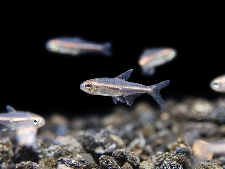 Glowlight Tetra community fish for sale 