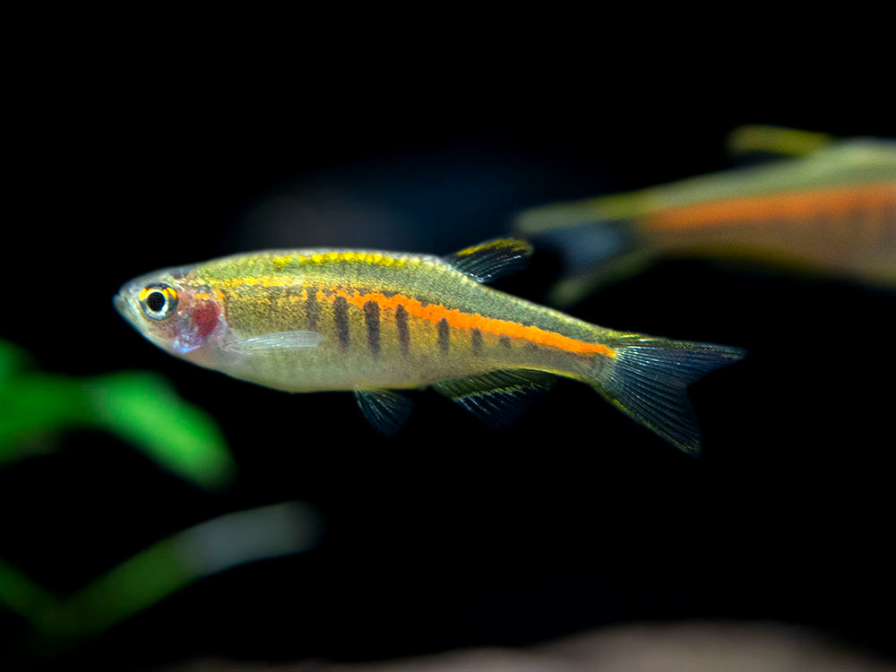 Glowlight Danio (Celestichthys choprae), Tank-Bred!