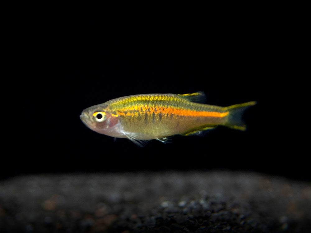 Glowlight Danio (Celestichthys choprae), Tank-Bred!