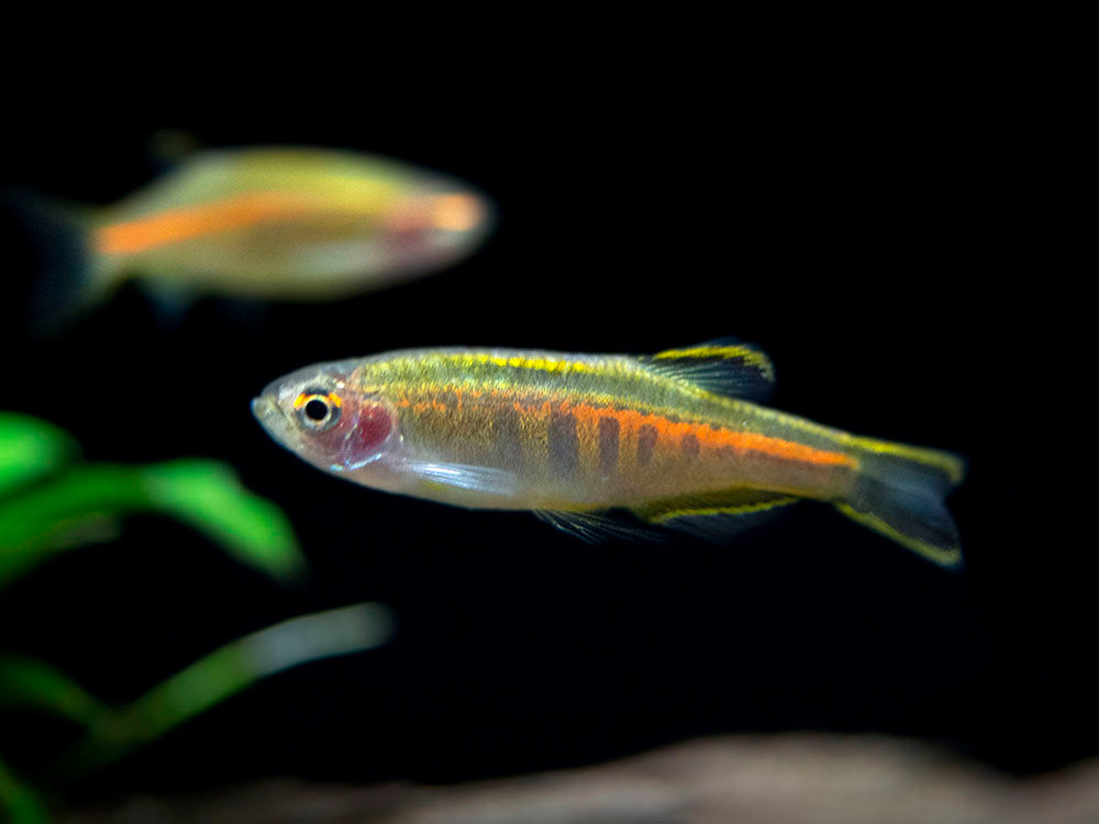 Glowlight Danio (Celestichthys choprae), Tank-Bred!