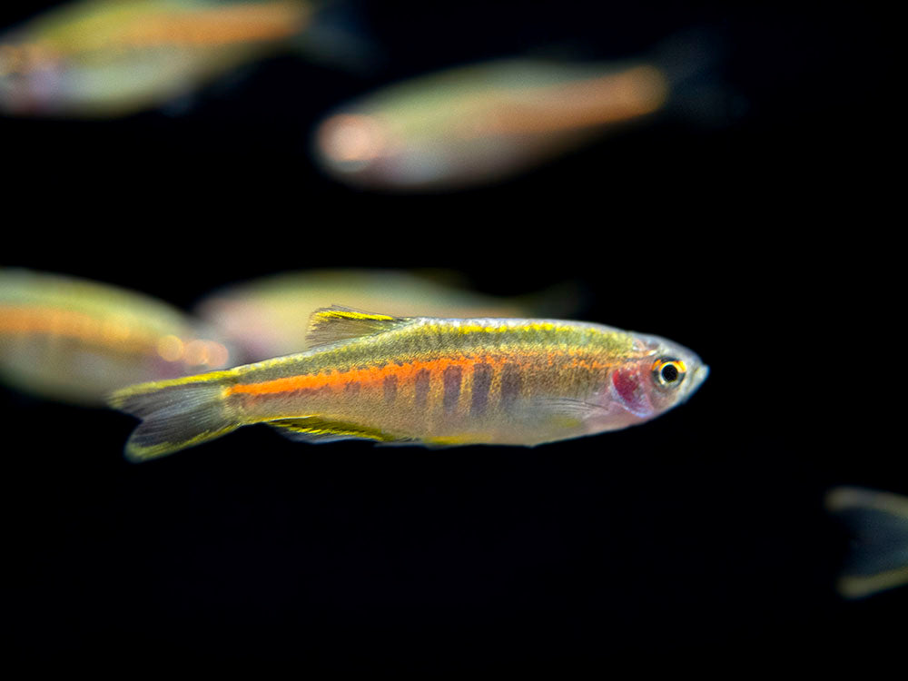 Glowlight Danio (Celestichthys choprae), Tank-Bred!