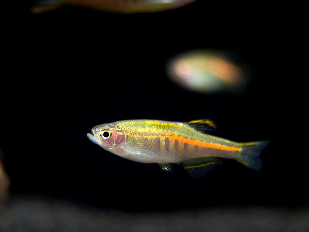 Glowlight Danio (Celestichthys choprae), Tank-Bred!