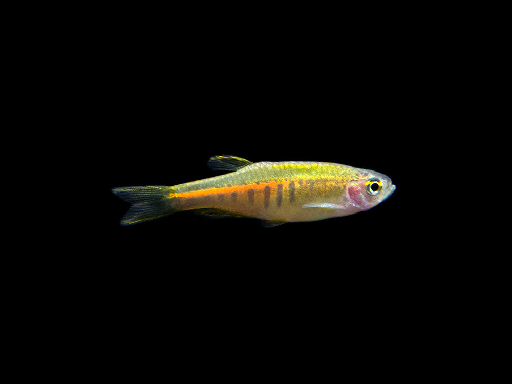 Glowlight Danio (Celestichthys choprae), Tank-Bred!