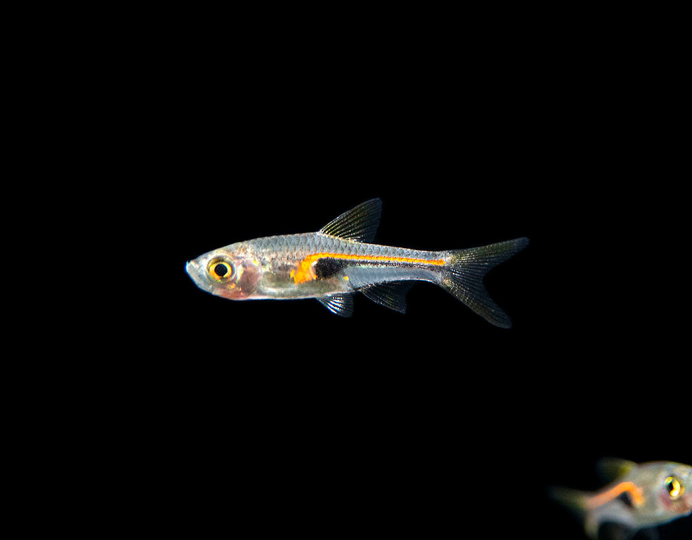 Glowlight Rasbora (Trigonostigma hengeli)