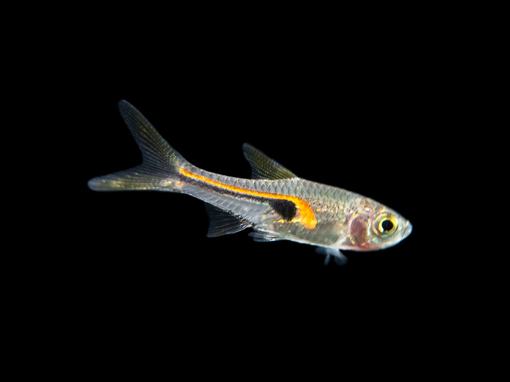 Glowlight Rasbora (Trigonostigma hengeli)