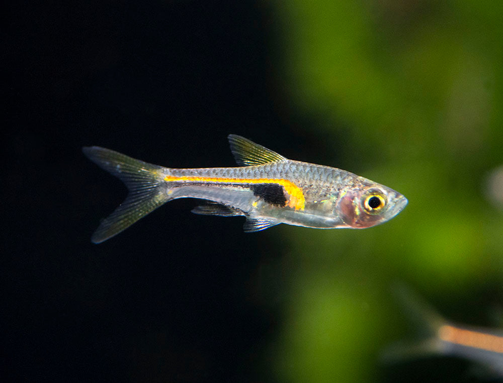 Glowlight Rasbora (Trigonostigma hengeli)