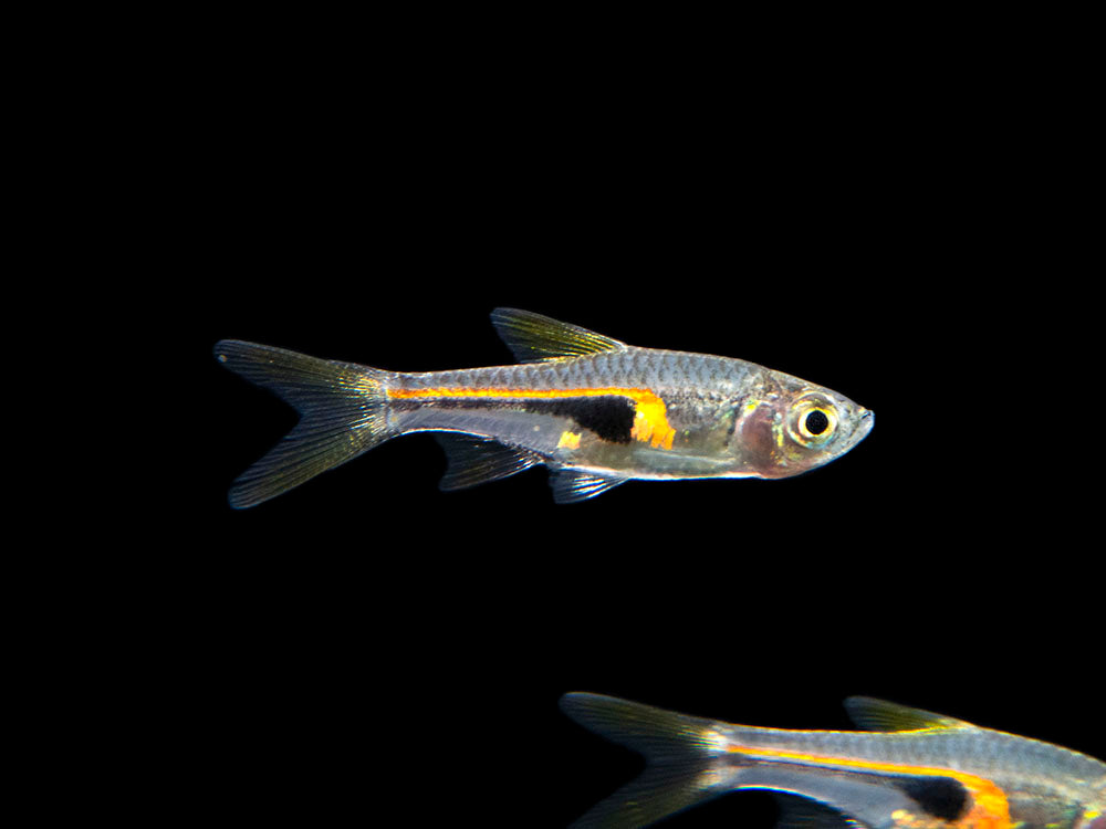 Glowlight Rasbora (Trigonostigma hengeli)