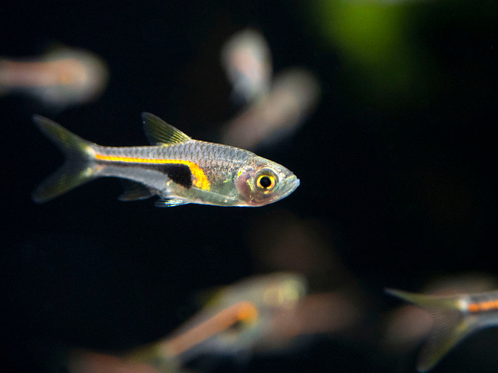 Glowlight Rasbora (Trigonostigma hengeli)