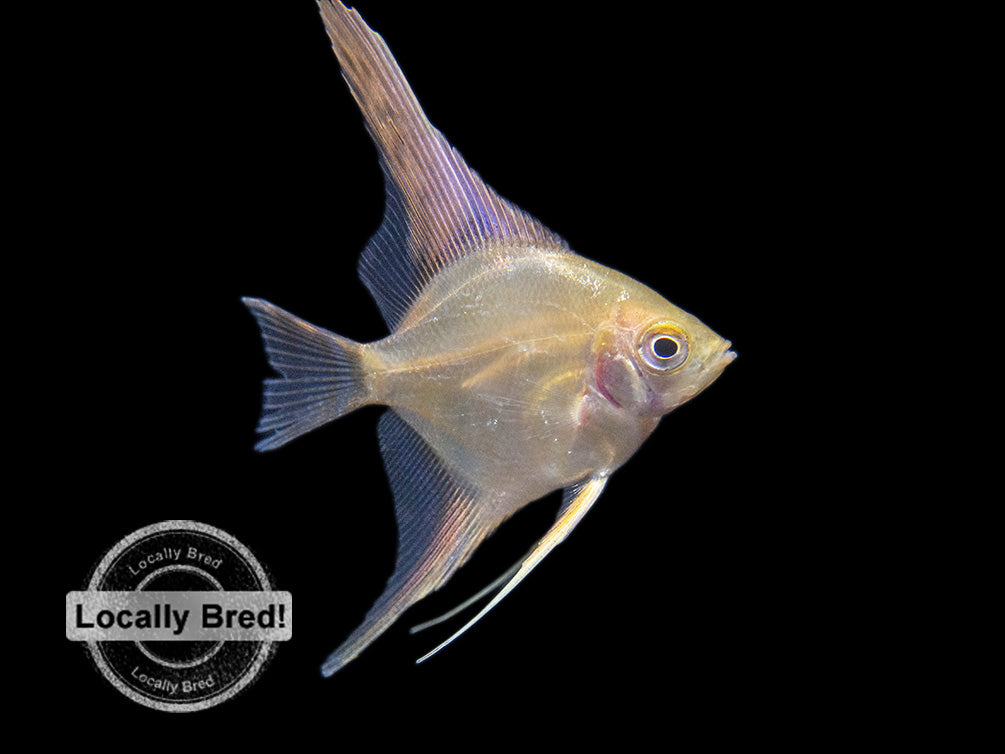 Gold Angelfish (Pterophyllum scalare), Locally-Bred