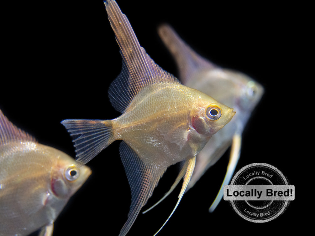 Gold Angelfish (Pterophyllum scalare), Locally-Bred