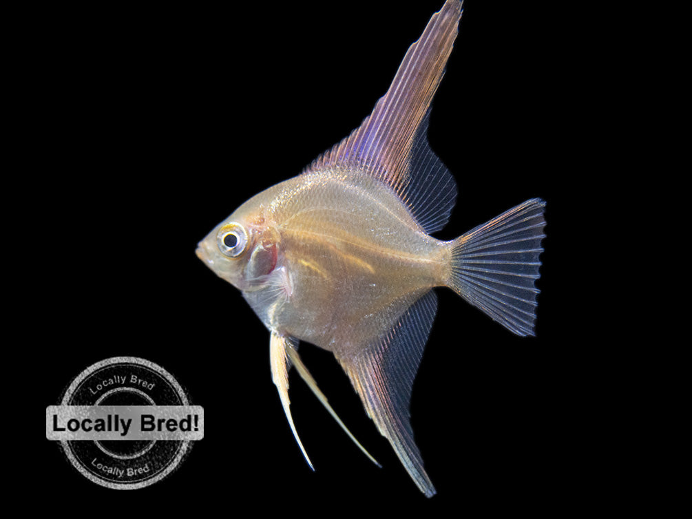 Gold Angelfish (Pterophyllum scalare), Locally-Bred