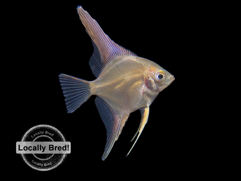 Gold Angelfish (Pterophyllum scalare), Locally-Bred