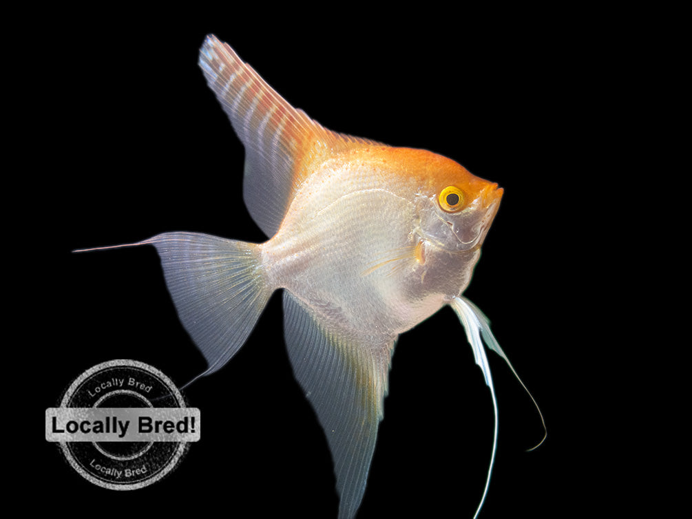 Gold Angelfish (Pterophyllum scalare), Locally-Bred