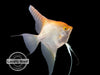 Gold Angelfish (Pterophyllum scalare), Locally-Bred