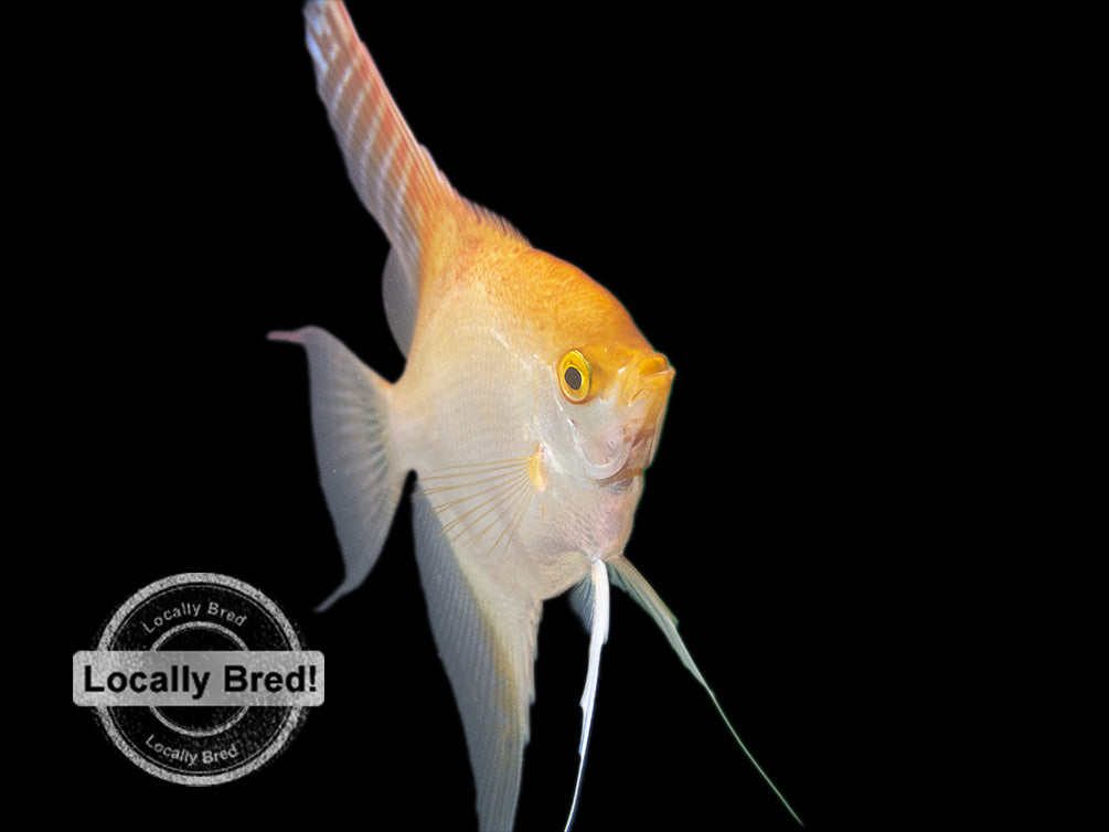 Gold Angelfish (Pterophyllum scalare), Locally-Bred