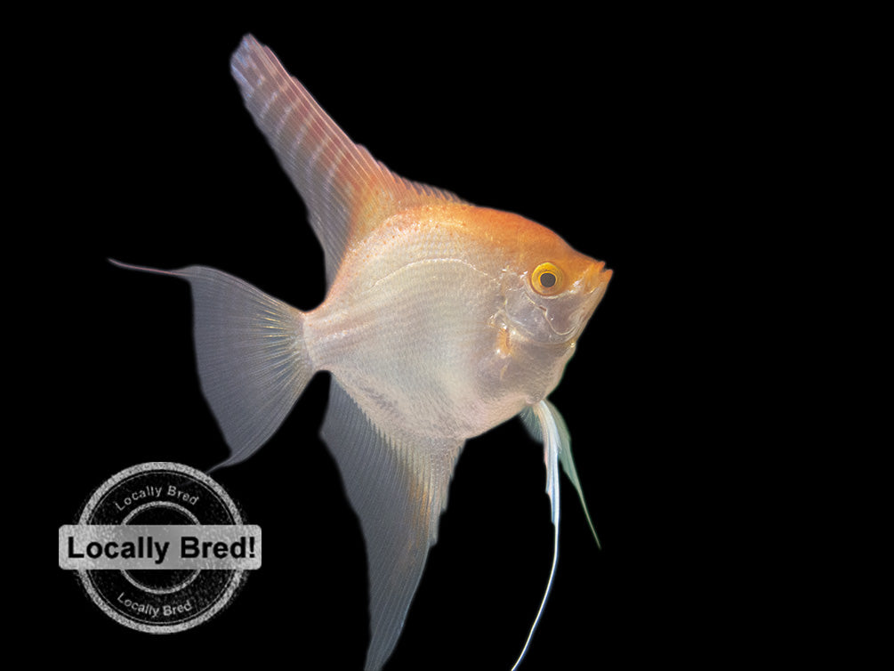 Gold Angelfish (Pterophyllum scalare), Locally-Bred