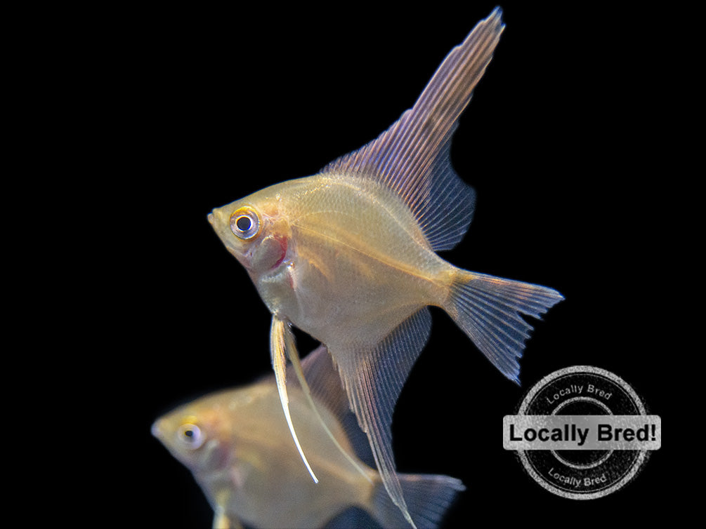 Gold Angelfish (Pterophyllum scalare), Locally-Bred